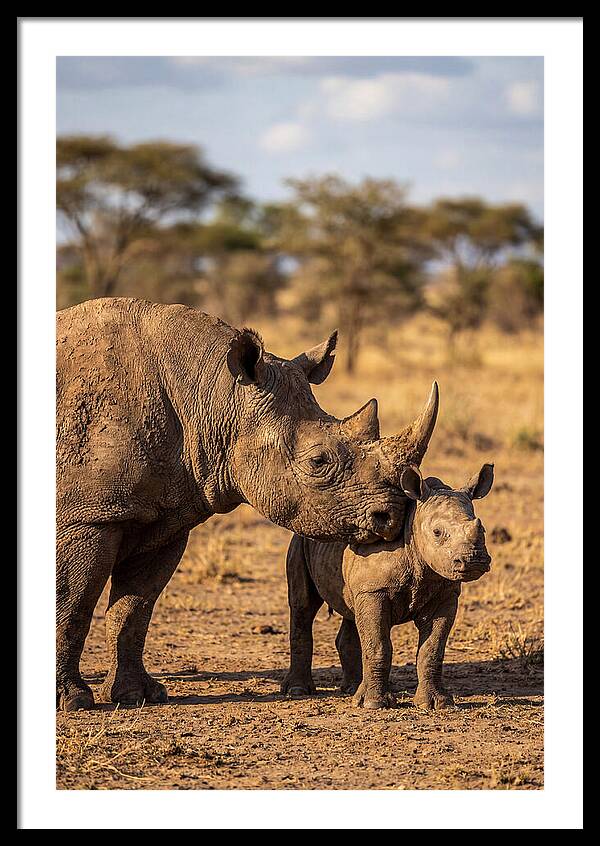 African Rhino Mother And Calf