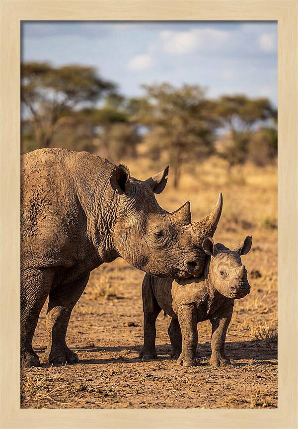 African Rhino Mother And Calf
