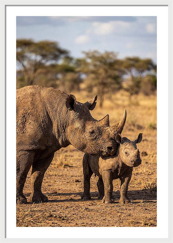 African Rhino Mother And Calf