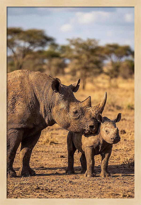 African Rhino Mother And Calf