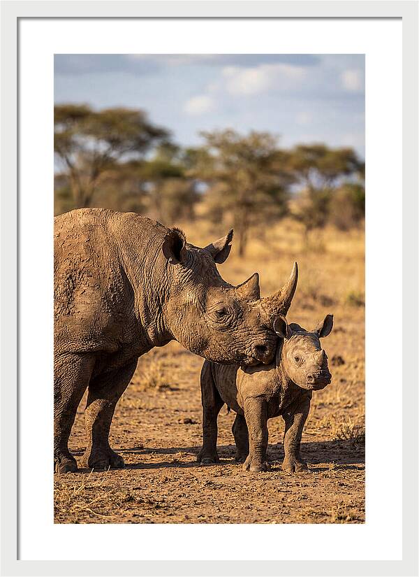 African Rhino Mother And Calf