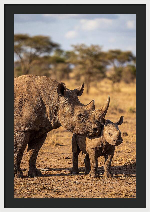African Rhino Mother And Calf