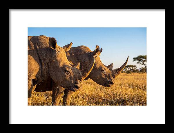 African Rhinos On The Plains