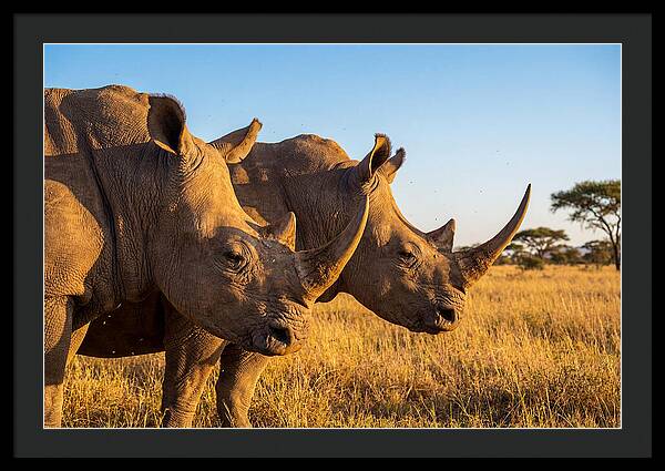 African Rhinos On The Plains