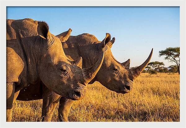 African Rhinos On The Plains