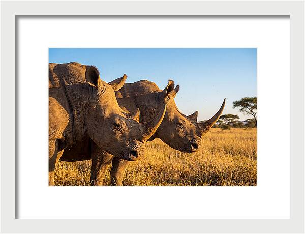 African Rhinos On The Plains