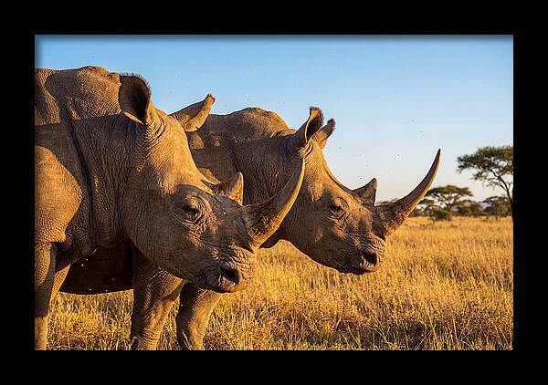 African Rhinos On The Plains