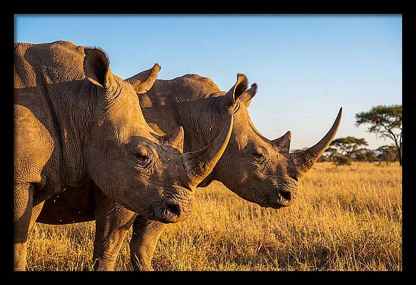 African Rhinos On The Plains