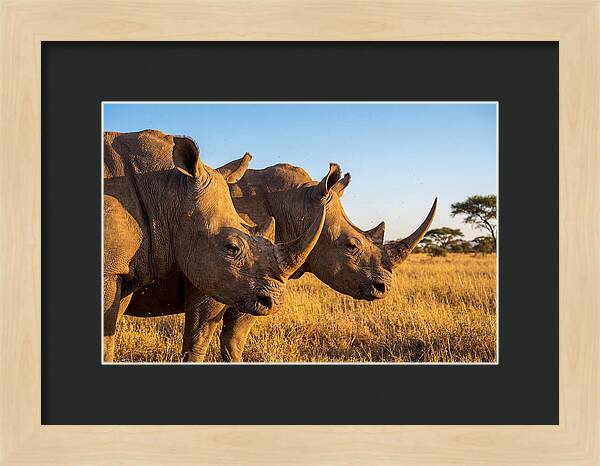African Rhinos On The Plains