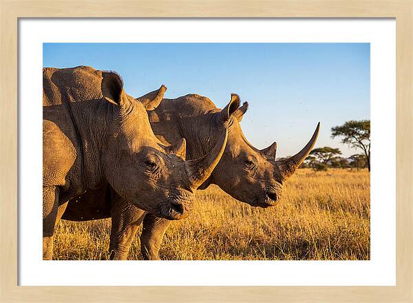 African Rhinos On The Plains