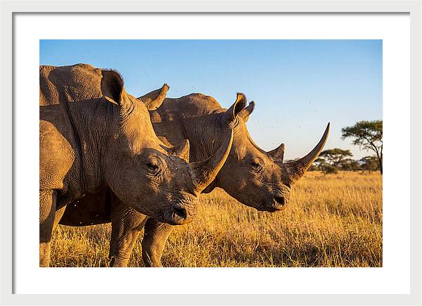 African Rhinos On The Plains