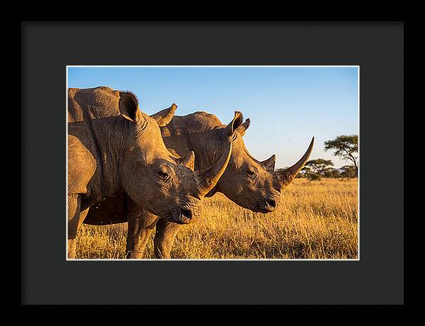 African Rhinos On The Plains