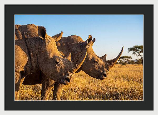 African Rhinos On The Plains
