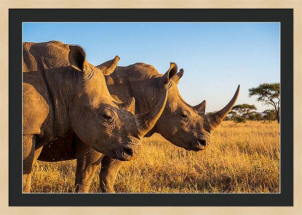 African Rhinos On The Plains