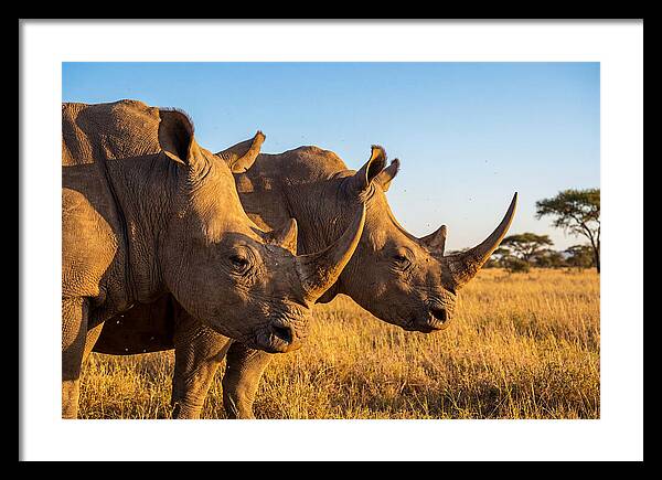 African Rhinos On The Plains
