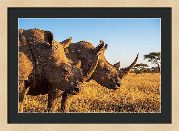 African Rhinos On The Plains