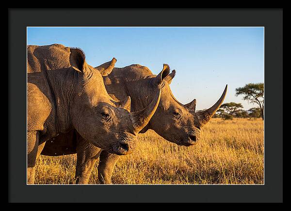African Rhinos On The Plains
