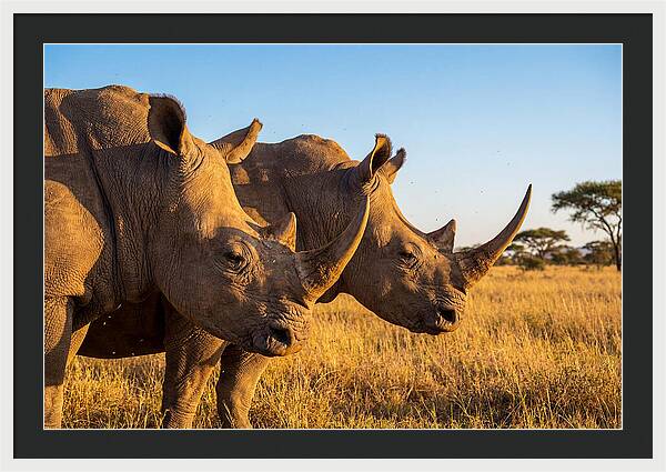 African Rhinos On The Plains