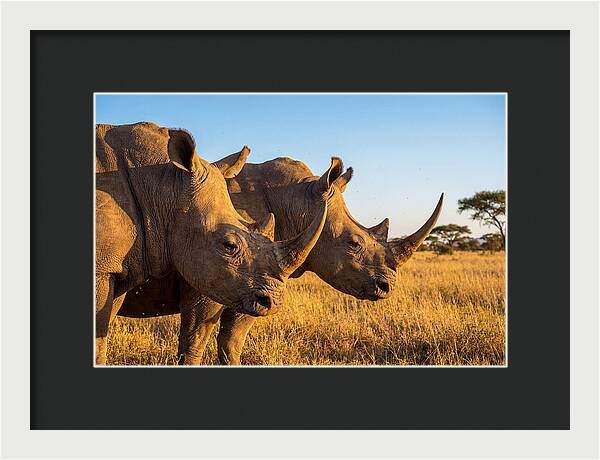 African Rhinos On The Plains