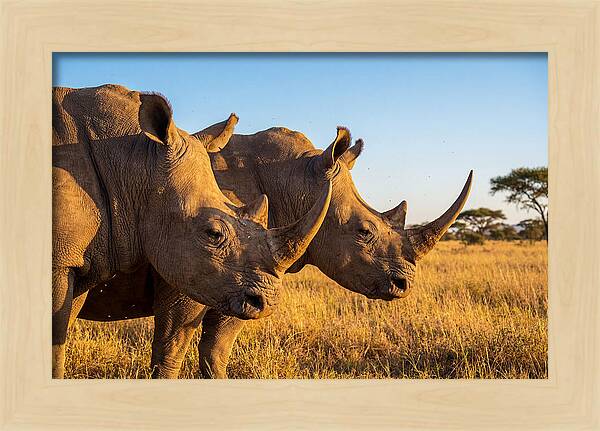 African Rhinos On The Plains