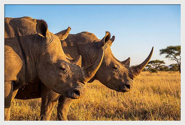 African Rhinos On The Plains