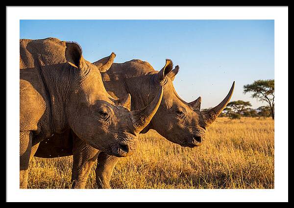African Rhinos On The Plains