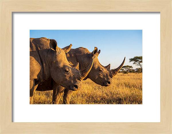 African Rhinos On The Plains