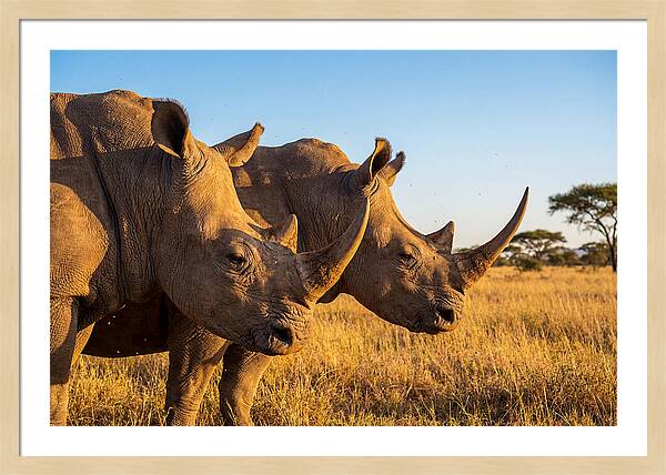 African Rhinos On The Plains