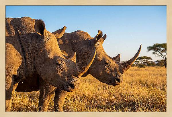 African Rhinos On The Plains