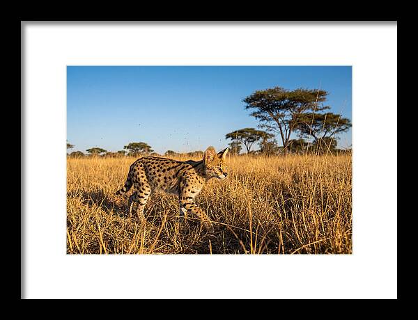 African Serval In Golden Grasslands