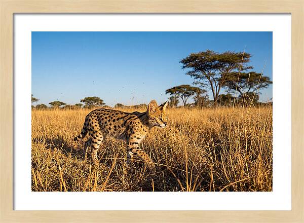 African Serval In Golden Grasslands
