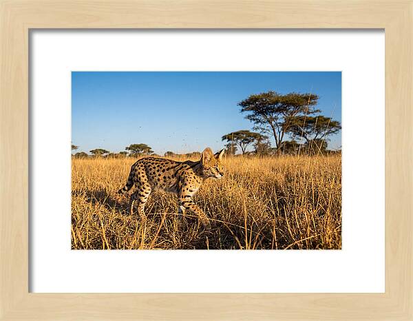 African Serval In Golden Grasslands