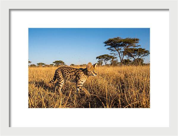 African Serval In Golden Grasslands