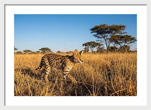 African Serval In Golden Grasslands