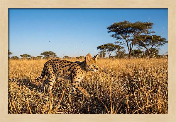 African Serval In Golden Grasslands