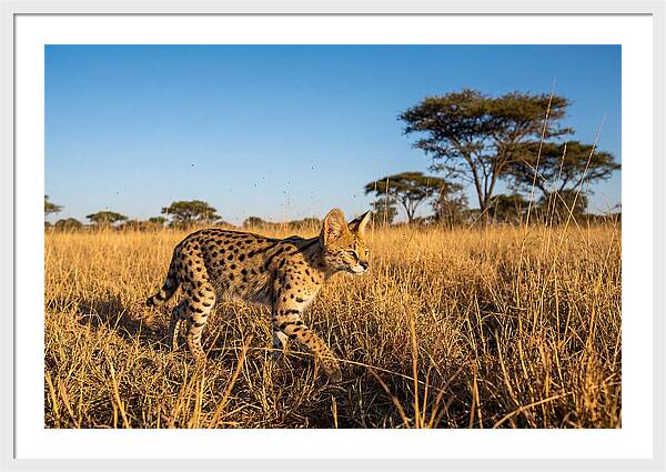 African Serval In Golden Grasslands