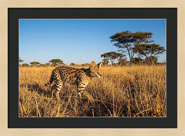 African Serval In Golden Grasslands