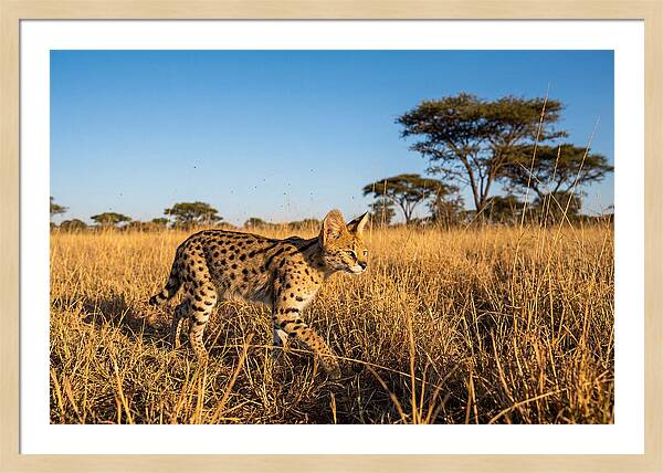 African Serval In Golden Grasslands