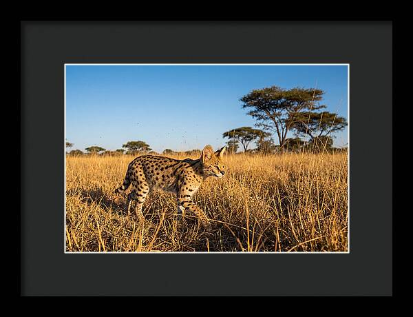 African Serval In Golden Grasslands
