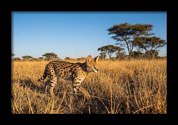 African Serval In Golden Grasslands