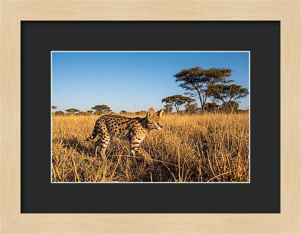 African Serval In Golden Grasslands