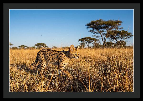 African Serval In Golden Grasslands