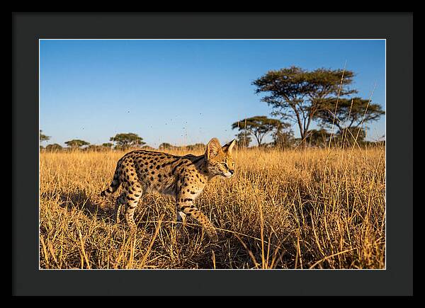 African Serval In Golden Grasslands