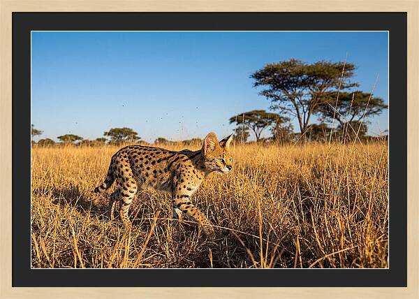 African Serval In Golden Grasslands