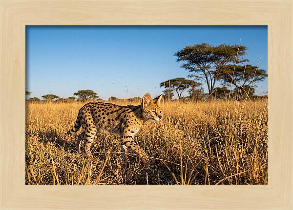 African Serval In Golden Grasslands