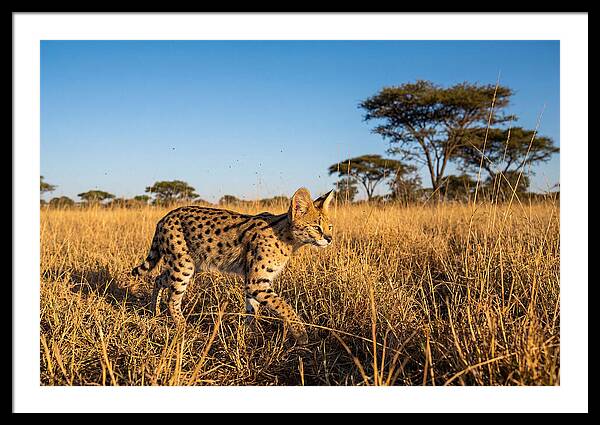 African Serval In Golden Grasslands