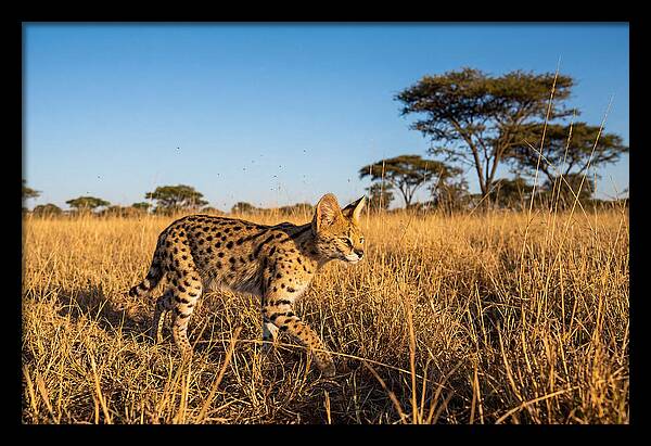 African Serval In Golden Grasslands