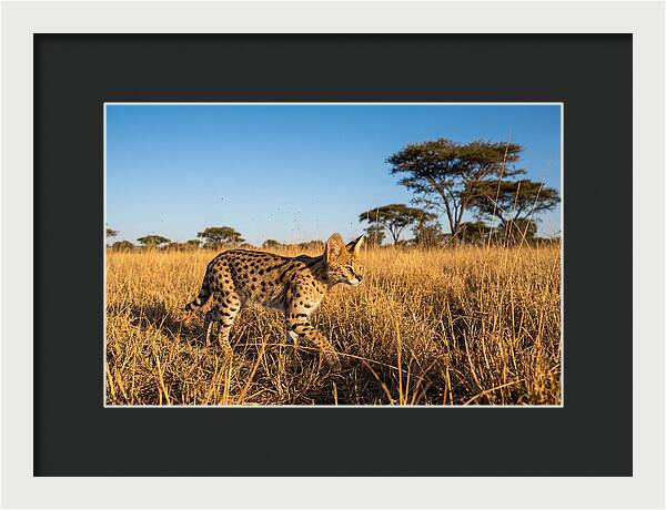 African Serval In Golden Grasslands