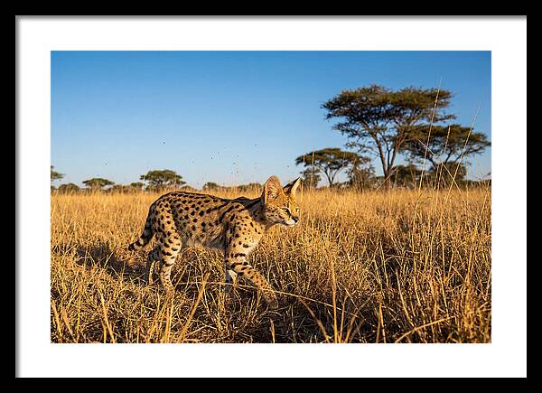 African Serval In Golden Grasslands