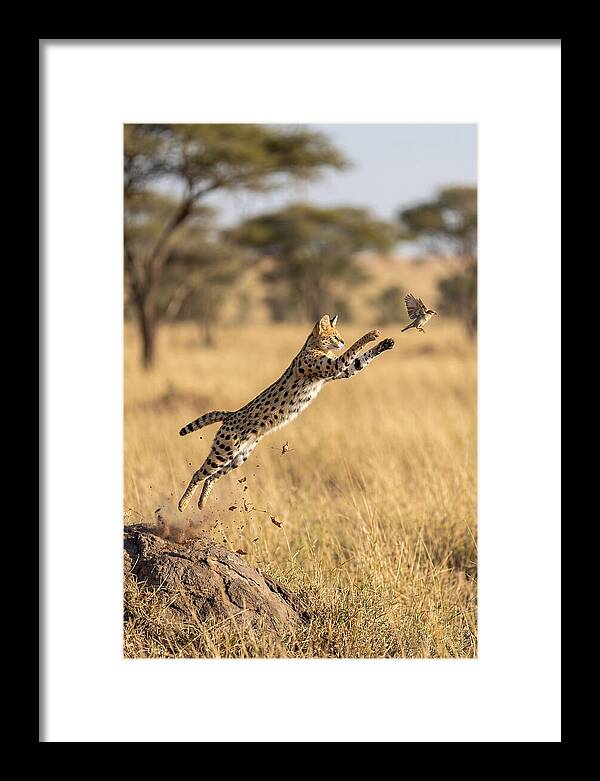 African Serval In Midleap
